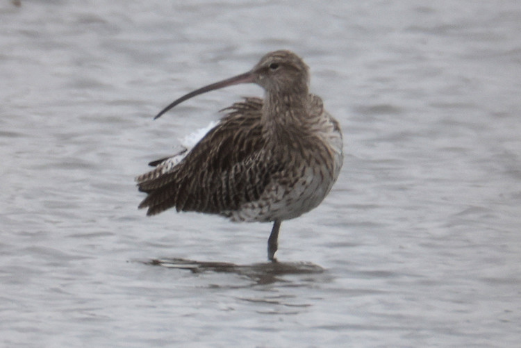 Numenius arquata: Bild 5