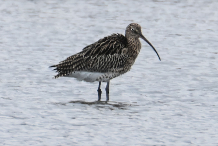 Numenius arquata: Bild 6