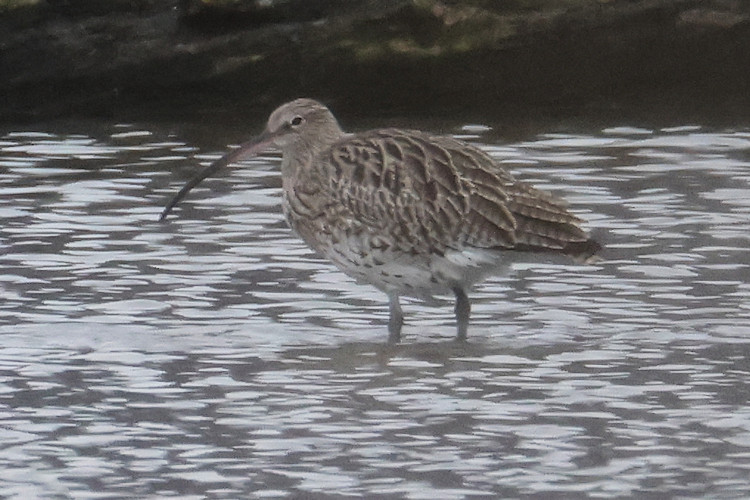 Numenius arquata: Bild 7