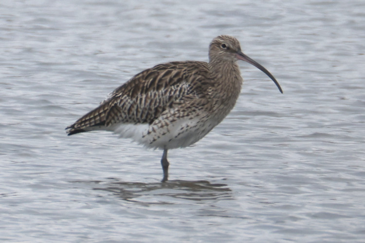 Numenius arquata: Bild 8