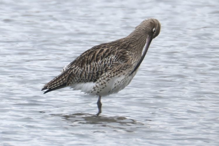 Numenius arquata: Bild 9