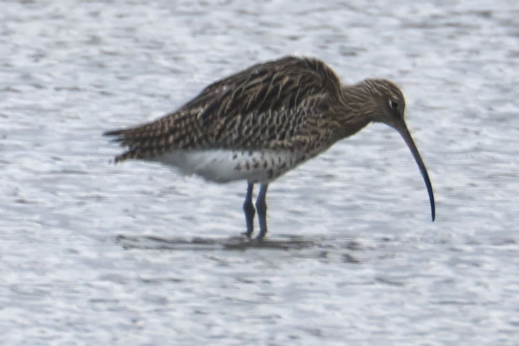 Numenius arquata: Bild 10