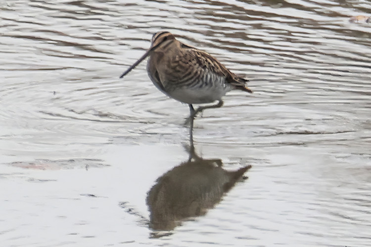 Gallinago gallinago: Bild 2