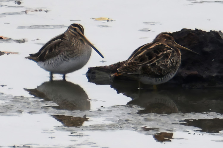 Gallinago gallinago: Bild 3