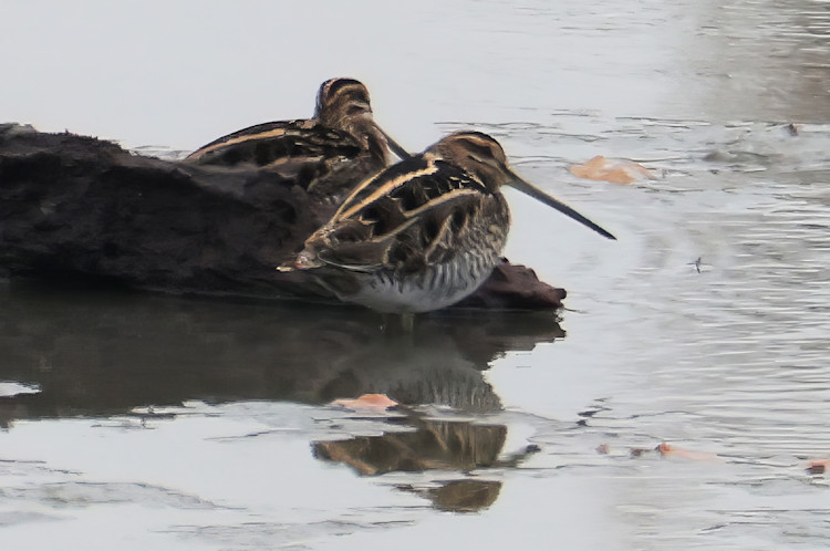 Gallinago gallinago: Bild 4