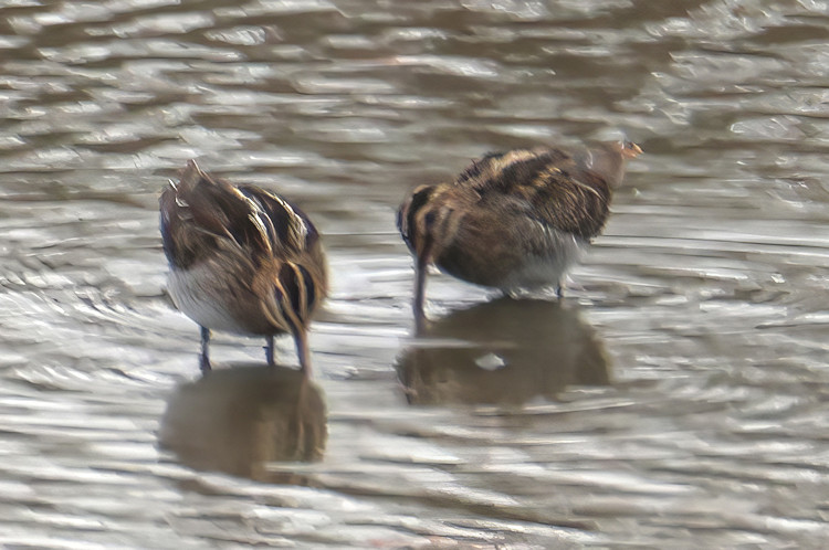 Gallinago gallinago: Bild 5