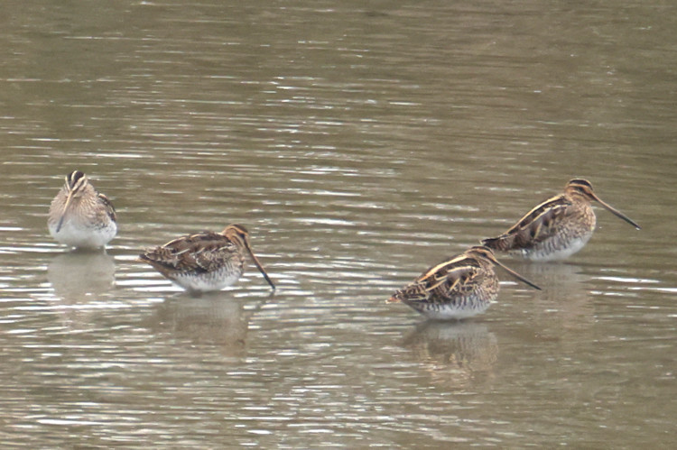 Gallinago gallinago: Bild 6