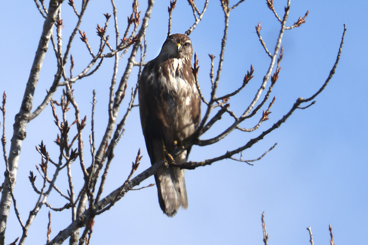 Buteo buteo: Bild 11