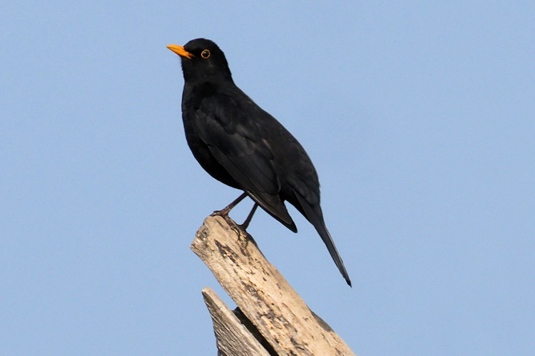 Turdus merula: Bild 6