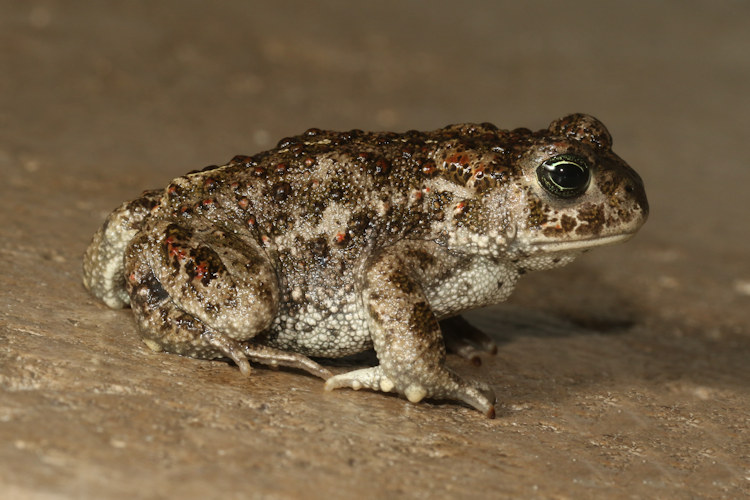 Epidalea calamita: Bild 1