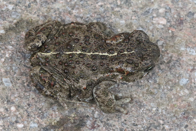 Epidalea calamita: Bild 7