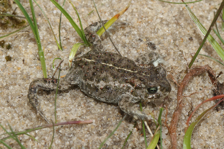 Epidalea calamita: Bild 12