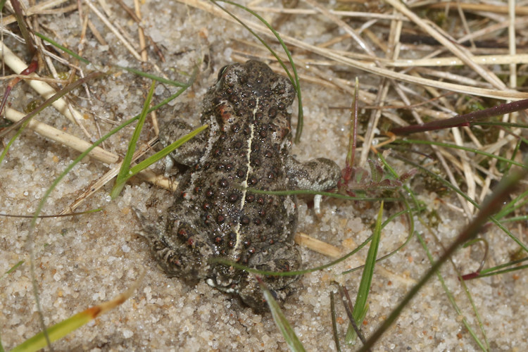 Epidalea calamita: Bild 15