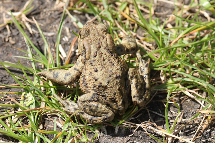Bufo bufo: Bild 7