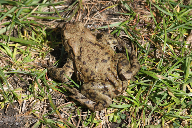 Bufo bufo: Bild 8