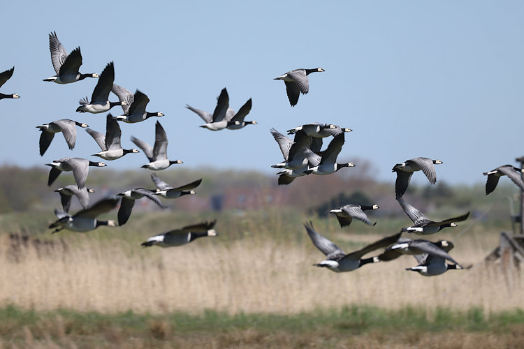 Branta leucopsis: Bild 1