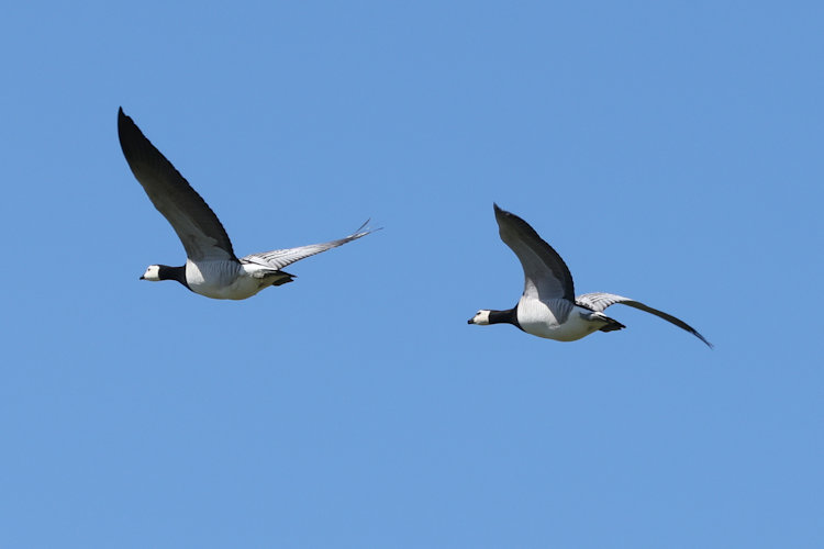 Branta leucopsis: Bild 2