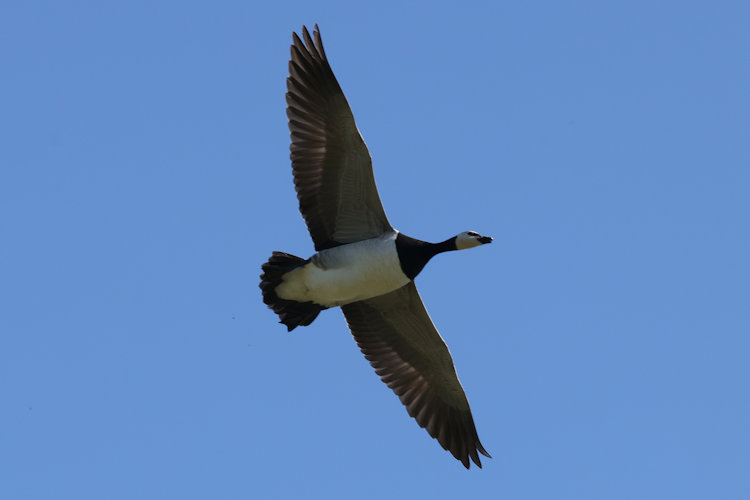 Branta leucopsis: Bild 3