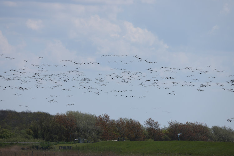 Branta leucopsis: Bild 5