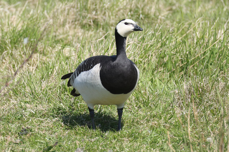 Branta leucopsis: Bild 6