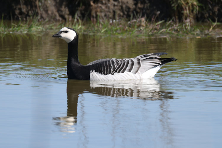 Branta leucopsis: Bild 8