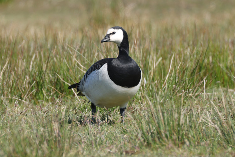Branta leucopsis: Bild 9