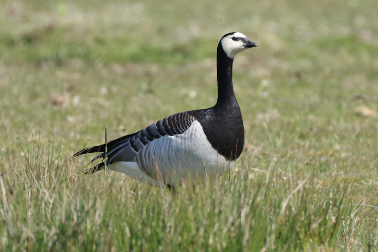 Branta leucopsis: Bild 11