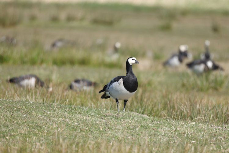 Branta leucopsis: Bild 13