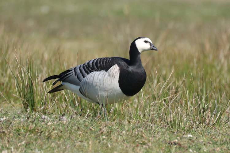 Branta leucopsis: Bild 14