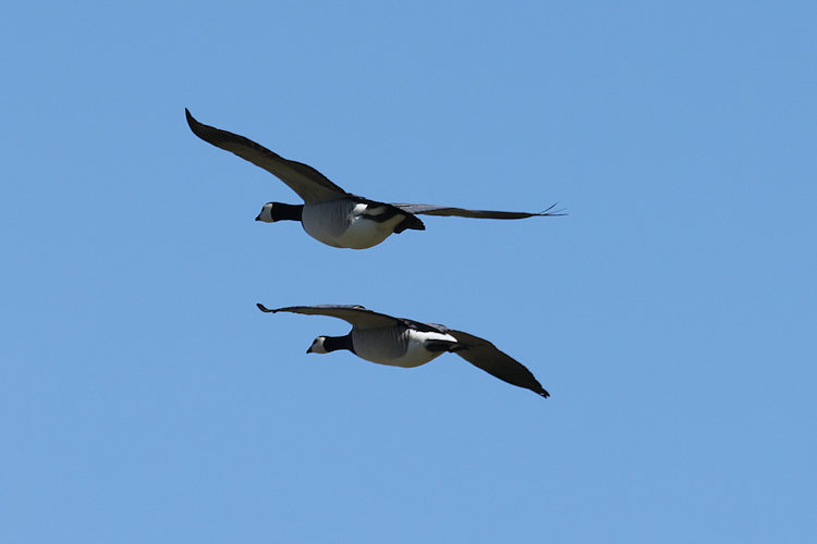 Branta leucopsis: Bild 15