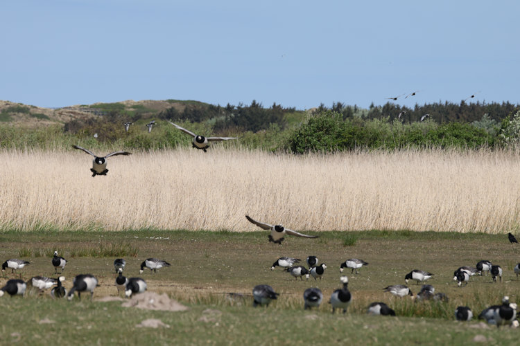 Branta leucopsis: Bild 16
