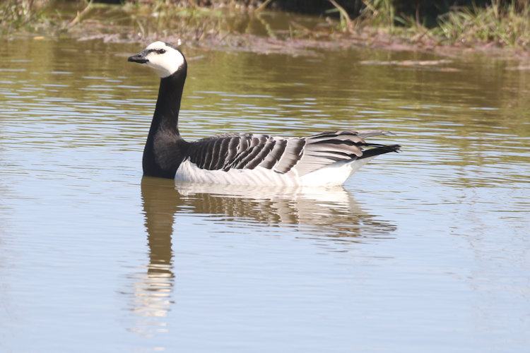 Branta leucopsis: Bild 17