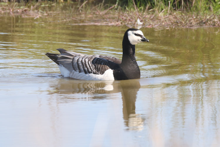 Branta leucopsis: Bild 18