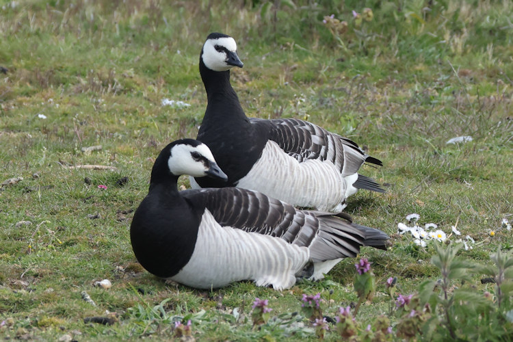 Branta leucopsis: Bild 19
