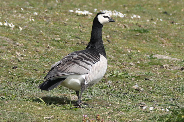 Branta leucopsis: Bild 20