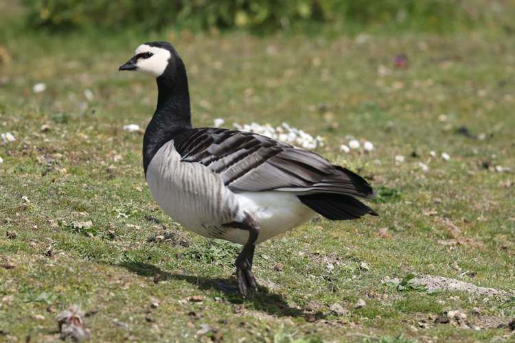 Branta leucopsis: Bild 21