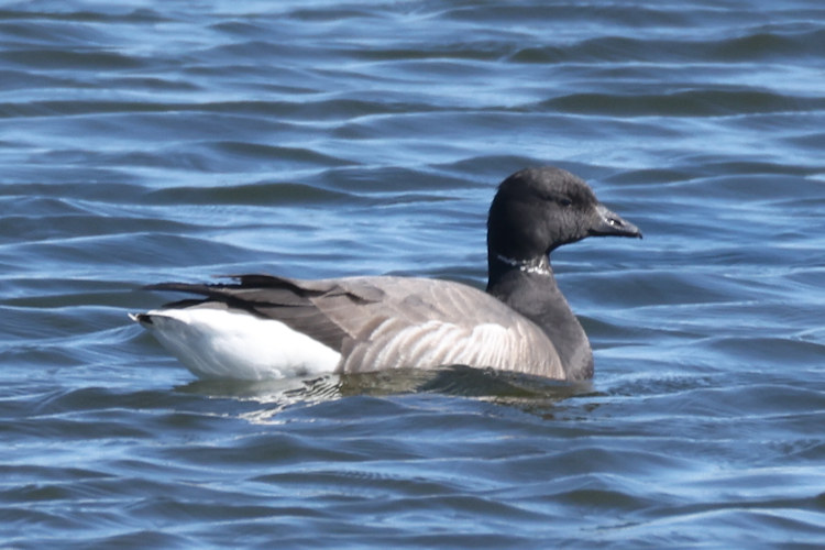 Branta bernicla: Bild 1