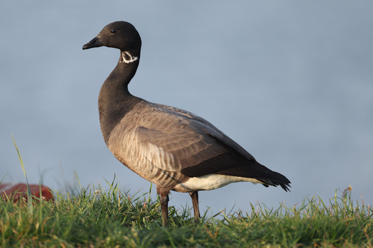 Branta bernicla: Bild 2