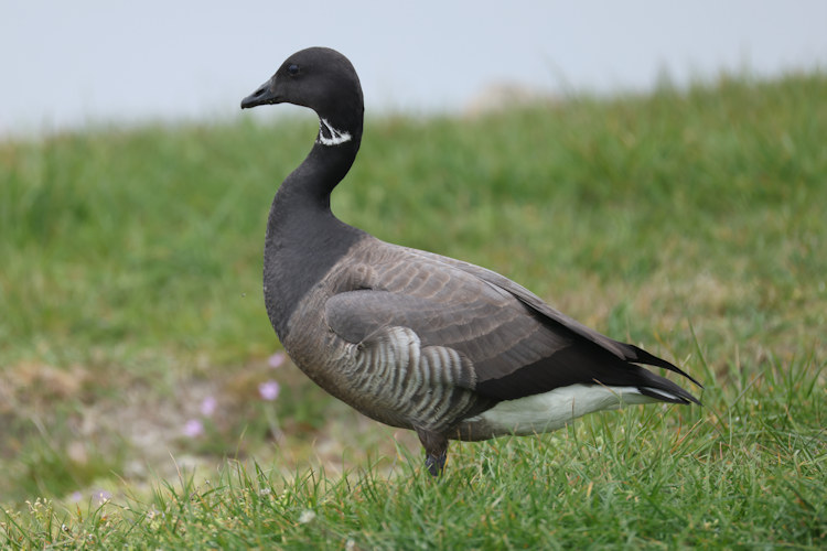 Branta bernicla: Bild 3