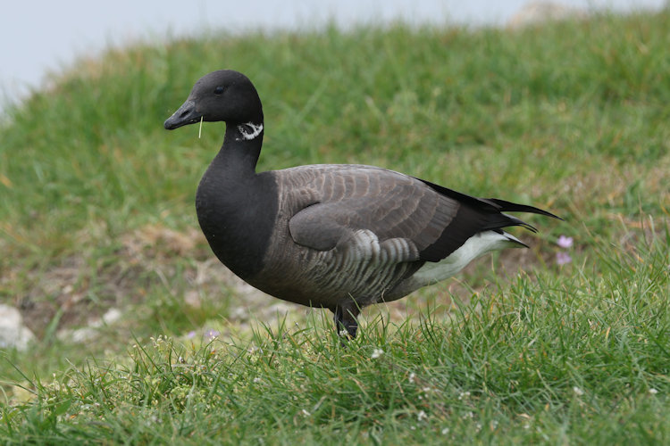 Branta bernicla: Bild 4