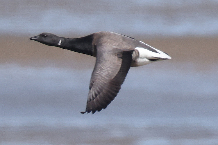 Branta bernicla: Bild 6