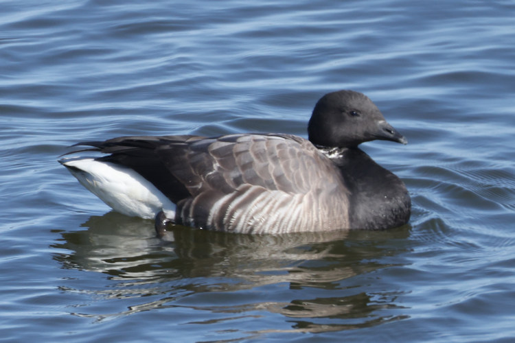 Branta bernicla: Bild 8