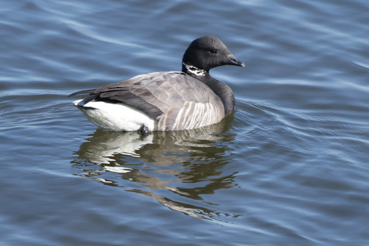 Branta bernicla: Bild 9