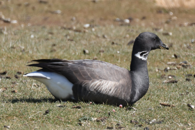 Branta bernicla: Bild 10