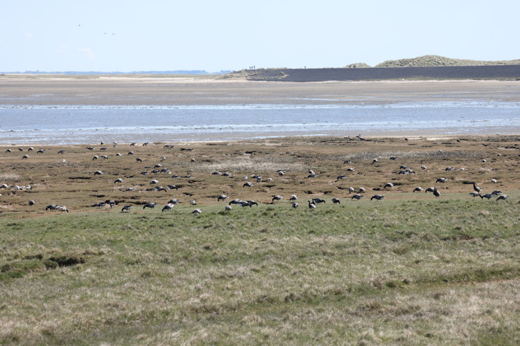Branta bernicla: Bild 11