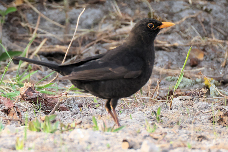 Turdus merula: Bild 7