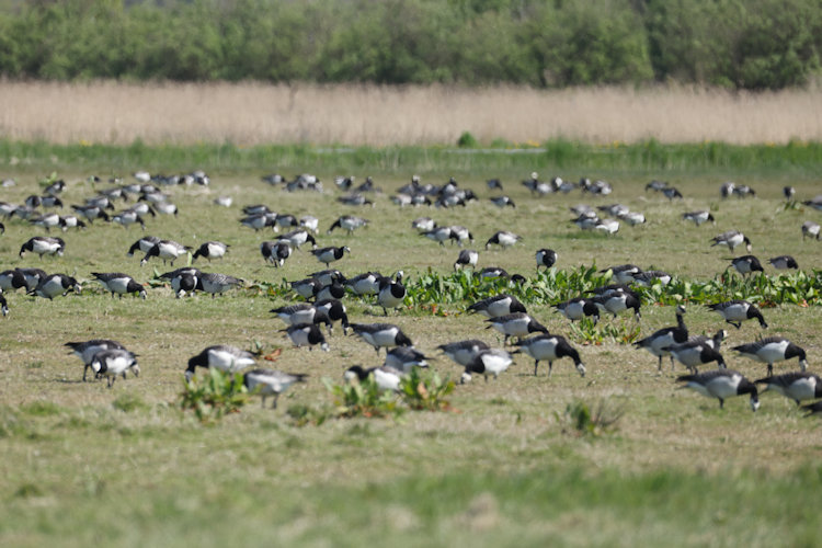Branta leucopsis: Bild 22