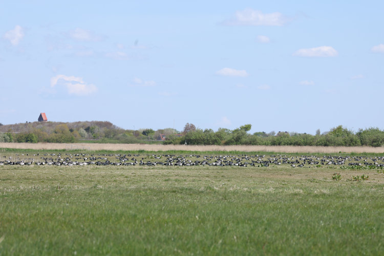 Branta leucopsis: Bild 23