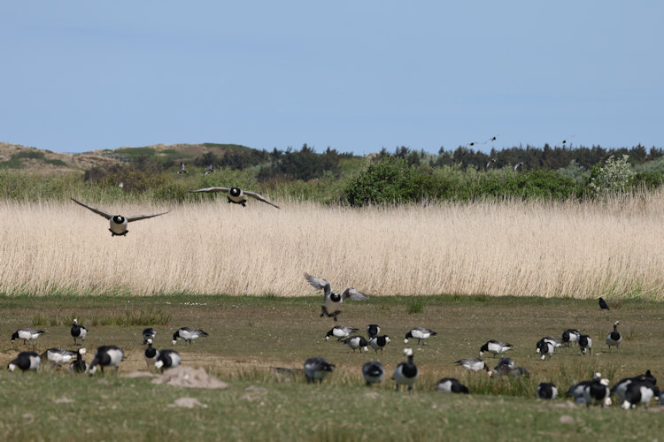 Branta leucopsis: Bild 24