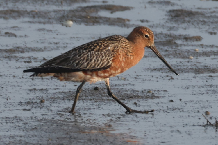 Limosa lapponica: Bild 1